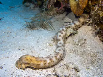 tiger tail sea cucumber