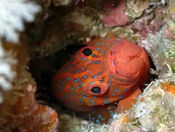 coral grouper