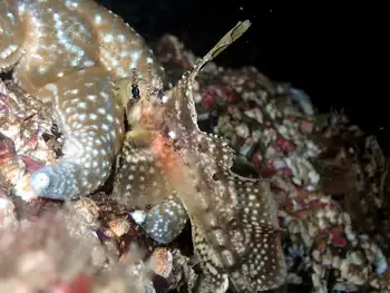 Sailfin Sculpin