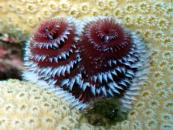 Christmas Tree Calcareous Tube Worms