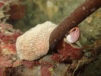 Gumboot Chiton