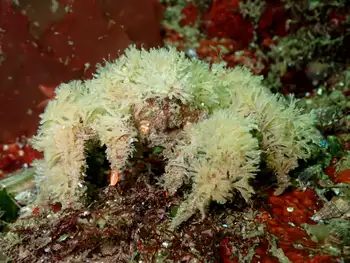 Graceful Decorator Crab
