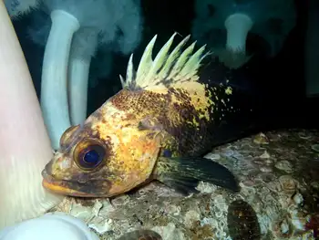 Quillback Rockfish