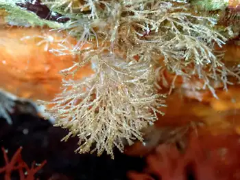 Hydroids