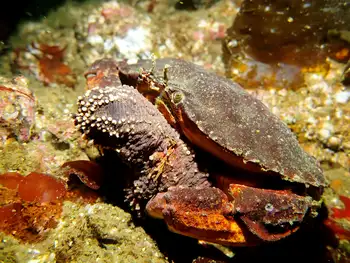 Red Sea Cucumber