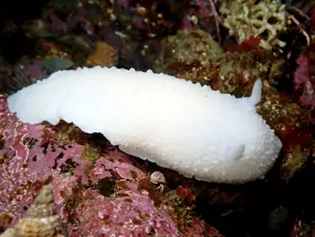 White Nudibranch