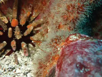 Anemones