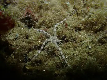 Gray Brittle Star