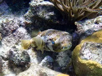 balloonfish