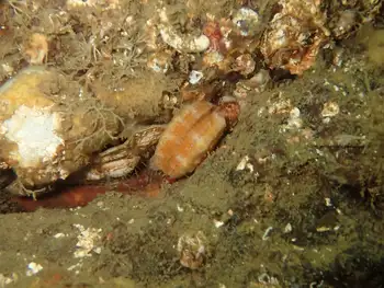 Smooth Pink Scallop