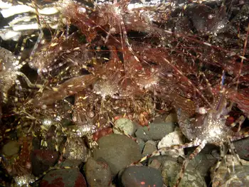 Coonstripe Shrimp