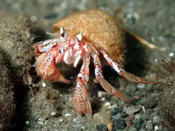Blackeyed Hermit Crab