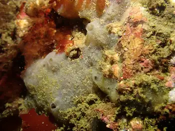 Sponge