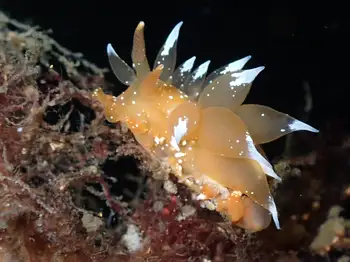 Golden Dirona Nudibranch