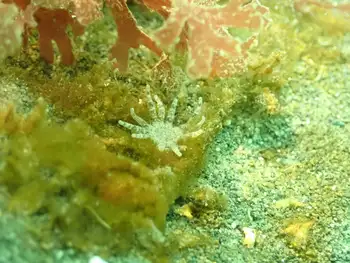 Ten Tentacled Burrowing Anemone