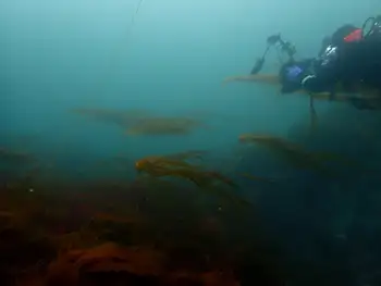 Bull Kelp