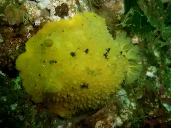 Monterey Sea Lemon