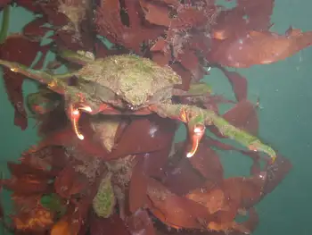 Northern Kelp Crab
