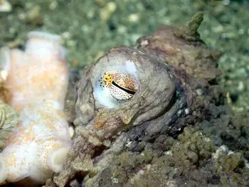 Red Octopus