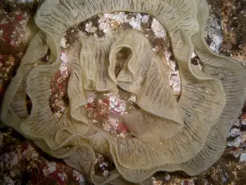 Eggs Nudibranch