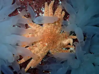Sunflower Star