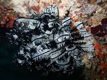 Noble Feather Star
