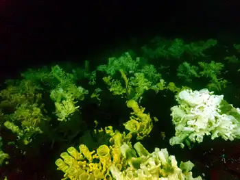 Cloud Sponges