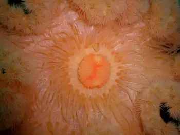 Metridium Anemone