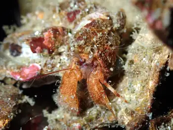 Hermit Crab