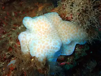 Sponge
