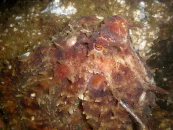 Red Octopus
