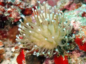 Coral