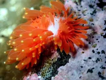Janss's Nudibranch