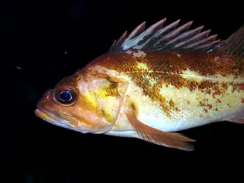 Copper Rockfish