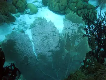 Sea Fan