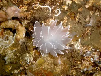 Alabaster Nudibranch