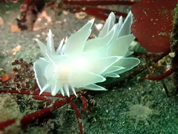 Alabaster Nudibranch