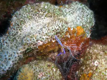Pederson Cleaner Shrimp