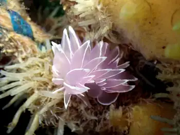 Alabaster Nudibranch