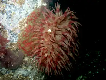 Painted Anemone
