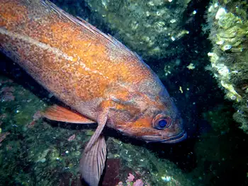 Vermilion Rockfish