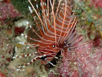 Lionfish