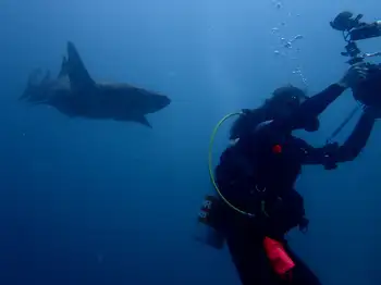 Nurse Shark