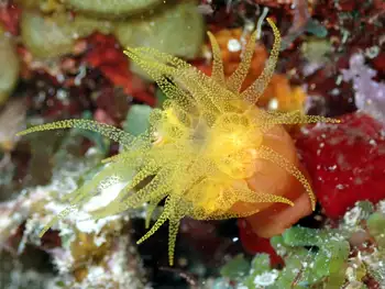 orange solitary coral