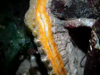 rock scallop