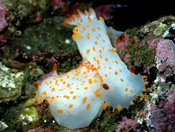 modest clown nudibranch