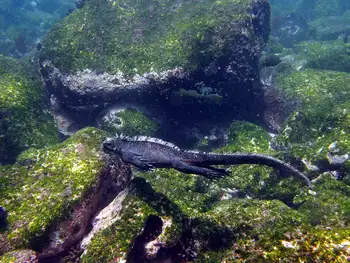 Marine Iguana