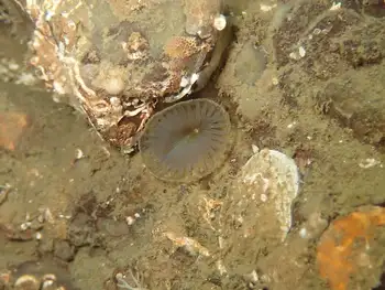 Slime Tube Feather Duster Worm
