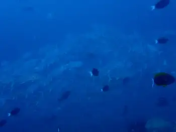 bigeye trevally jack