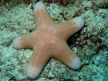 Granulated Star